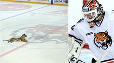Úlet? Na ledě KHL místo hokejistů tygři. I to je klub, kde hrají Češi!