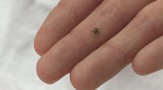 Vysoké teploty probouzí klíšťata. Pozor by si měli dát lidé i jejich mazlíčci
