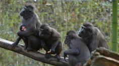 Dva makakové jsou stále na útěku. Děčínská zoo chystá plán, jak je nalákat