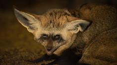Z jihočeské zoo utekly dvě africké šelmy. Prosí o pomoc, psy je těžké odchytit
