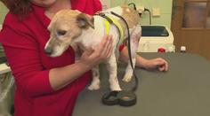 Student medicíny "léčil" svého psa, ten málem zemřel. Zvíře zachránili veterináři