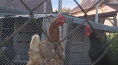 Ptačí chřipka se šíří! Veterináři našli ohnisko ve středních Čechách