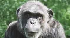 V plzeňské zoo zemřel vůdce šimpanzí tlupy Bask, měl slabé srdce