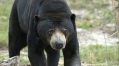 Skandál v čínské zoo: Místo medvěda měla vystavovat člověka v kostýmu