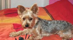Soutěž o nejkrásnějšího psa: VELKÝ VÝBĚR mazlíků. Který z nich je nejroztomilejší?