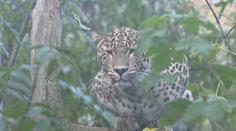 Jihlavská zoo se chlubí novým přírůstkem. Z Polska přicestovala levhartice perská