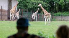 Lidé smutní kvůli ostravské žirafě. Zoo ji utratila a nakrmila jí lvy