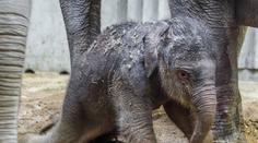 Pražská zoo slaví! Poprvé se tam narodilo slůně