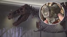 Nově objevený dinosaurus! Muž našel jeho pozůstatky na pláži
