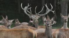 Děsivé zvuky z lesa. Myslivci ukázali, jak jeleni v říji lákají své družky