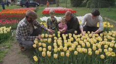 Pět tisíc květin o 20 různých barvách. První tulipánová farma v Česku pomáhá dětem
