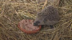 Lidé pomáhají ježkům, kteří pomoc ve skutečnosti nepotřebují