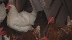Ptačí chřipka, slintavka nebo mor prasat. Veterináři nacvičují možné situace