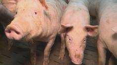Koronavirová krize těžce doléhá na chovatele prasat, výkupní ceny klesají
