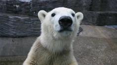 Lední medvěd ze Zoo Praha po převozu zemřel. Ředitel zuří, okolnosti jsou podezřelé