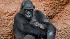 V pražské zoo se narodilo další gorilátko. Letos už druhé se stejným otcem