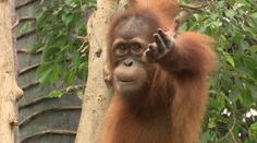 Pražská zoo hledá nového ředitele. Přihlásit se měl i bývalý ministr