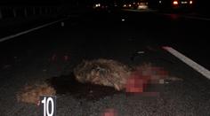 Řidič srazil na nové dálnici bachyni i se selaty. U silnice totiž chybí plot