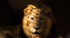 Zoo Ostrava "přichází" o kočkovité šelmy. Po dvou rysech utratila i lva