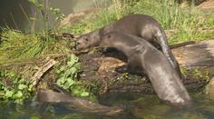 Mimořádný chovatelský úspěch! Zlínská zoo ukázala mláďata vyder