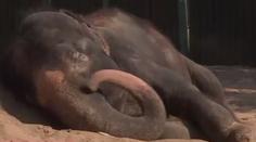Slonice Kala bojuje v ústecké zoo o život. Naděje je malá