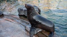Smutek v pražské zoo. Zemřela slavná lachtaní samice Bára