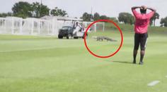 VIDEO: Fotbalistům Toronta se po trávníku proháněl aligátor