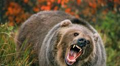 Děsivé svědectví: Lovec zázrakem přežil útoky zuřivého grizzlyho!