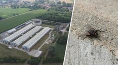 Obec bojuje s invazí much. Lidé viní nedaleký prasečák