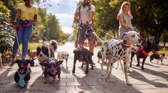Veterinář prozradil, kterých pět psích plemen by si nikdy nekoupil. A řekl i proč