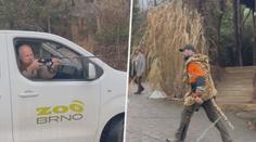 V brněnské zoo naháněli muže převlečeného za tygra. Důvod vás překvapí