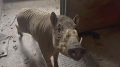 Zoo v Jihlavě ukázala nový přírůstek. Zvířeti se přezdívá prasojelen