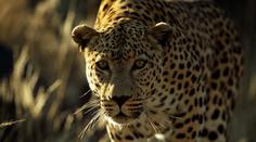 Pracovníka zoo napadl levhart. Těžkým zraněním v nemocnici podlehl