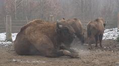 Olomoucká zoo zachraňuje zubry. Dvanáct z nich teď vypustila do volné přírody