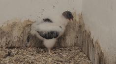 Ostravská zoo má nový přírůstek. Je jím mládě kondora královského
