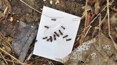 V Somálsku se šíří nová droga. Lidé tam vaří mravence, kteří žijí i v Česku