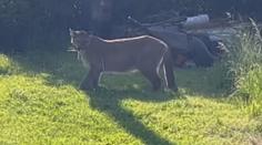 Puma je zpět v kleci. Majiteli hrozí milionová pokuta, může o šelmu i přijít
