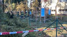 Na hřiště v Praze spadl vzrostlý strom, zraněné děti odvezla sanitka