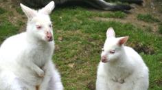 Kontroverzní krok české zoo. Nabídla lidem na sociálních sítích svá zvířata