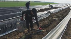 Začala sklizeň chřestu. Farmáře ale trápí sucho nebo divočáci