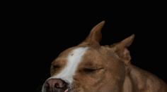 Rodiče usnuli u televize. Holčičku zatím roztrhal vzteklý pitbull