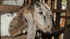 Situace kolem slintavky a kulhavky je vážná. České zoo začínají přijímat opatření