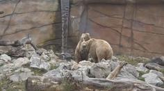 V hlubocké zoo se narodila medvíďata. Světu se ukážou až za dva měsíce