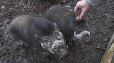 Zoufalství v zoologické zahradě: Máme málo ořechů, pomozte nám, volá