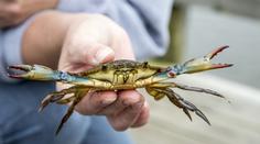 Jadranem se šíří nebezpečný invazní krab. Může se stát hitem restaurací