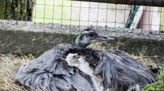 Kuriozita v ostravské zoo: Na třiceti vejcích sedí sameček!