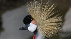 Ve slovenské zoo zemřelo vzácné zvíře. Ukamenovali ho opilí mladíci