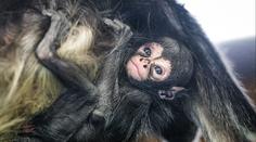 Pražská zoo má nový přírůstek. Patří k nejvzácnějším savcům