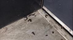 Inspekce zavřela Lidl v Pardubicích. Našla tam myší trus, pochybil i další obchod