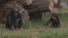 Plzeňská zoo láká na tlupu šimpanzů. Ti vítají návštěvníky hromadným potleskem